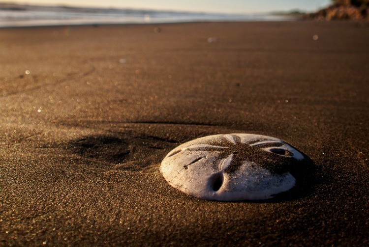 Sand dollar on the beach in Jiquilillo