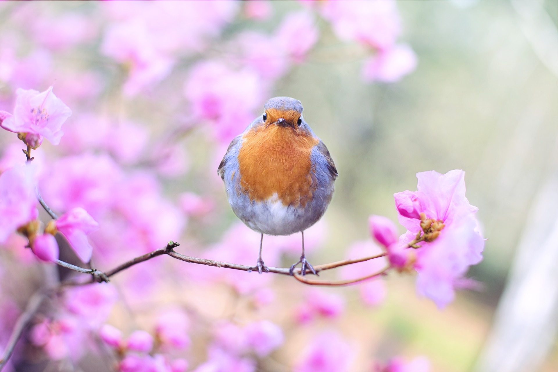 6 Steps To Photographing Birds Successfully