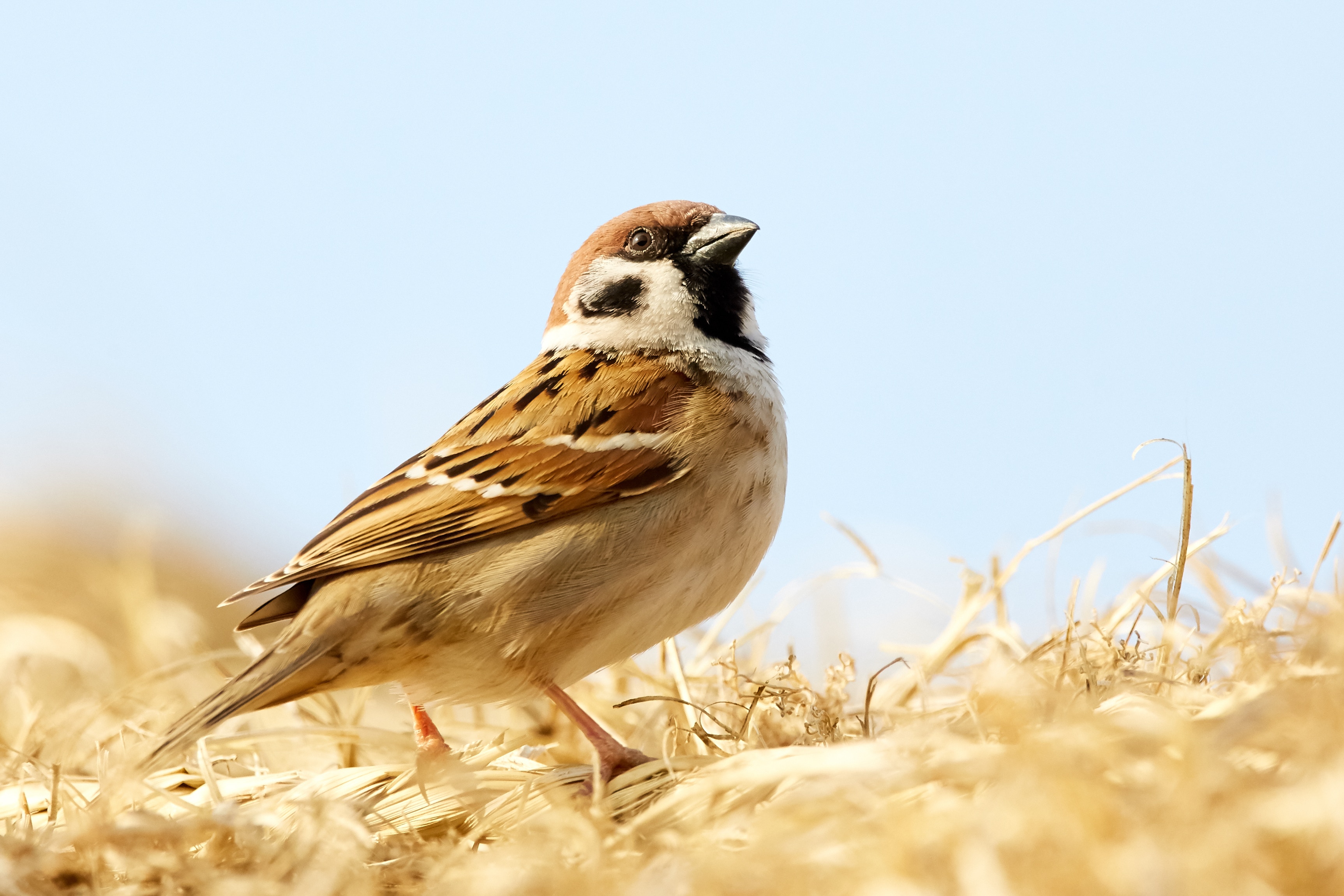 6 Steps To Photographing Birds Successfully