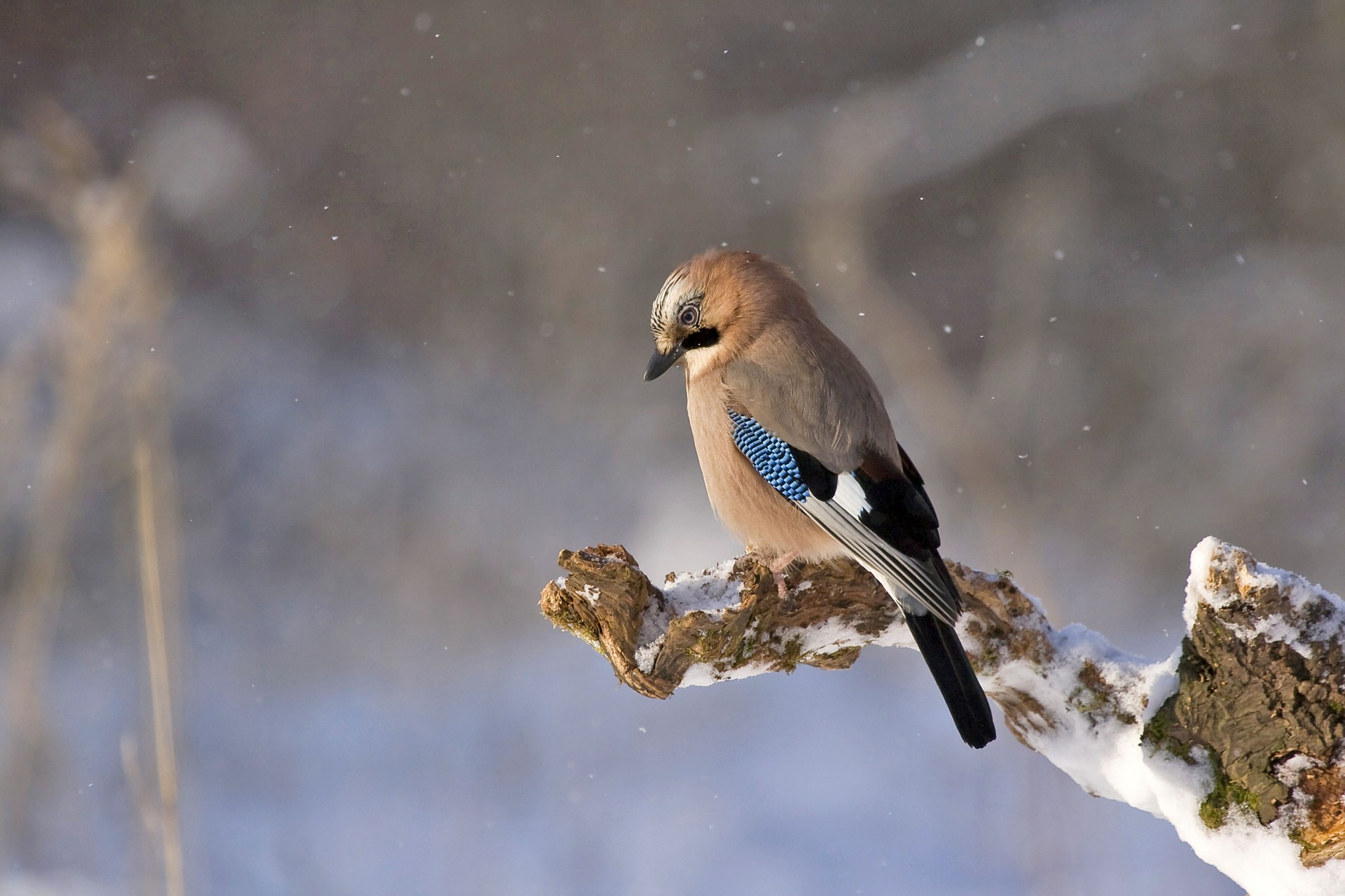 6 Steps To Photographing Birds Successfully