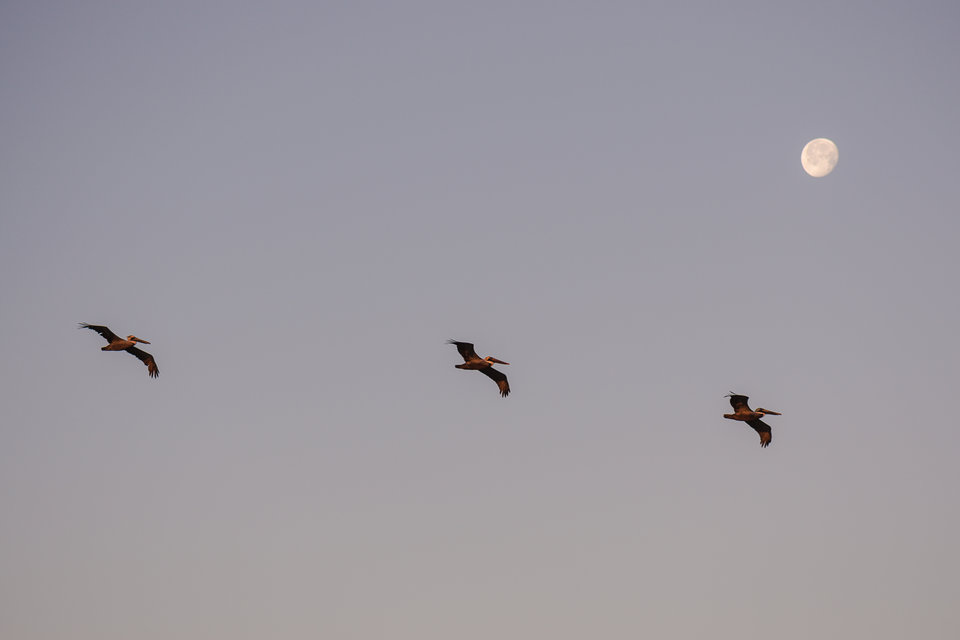 Sharp wildlife photo taken at quick shutter speed