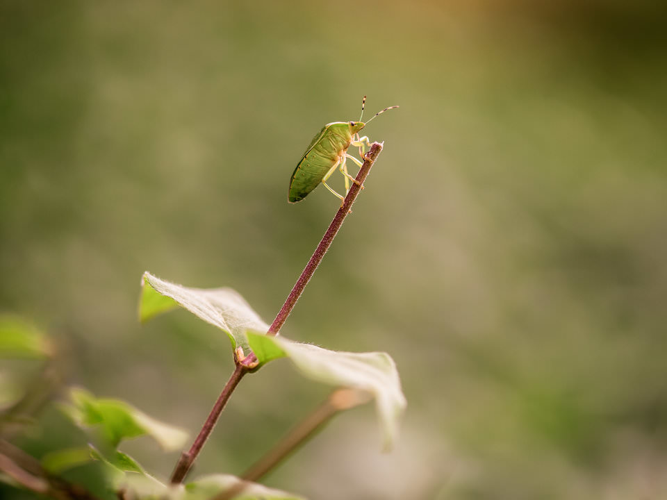 Macro photography settings without flash