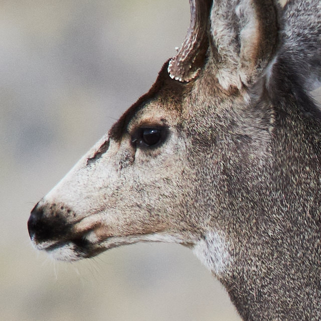 Crop of deer at fast shutter speed