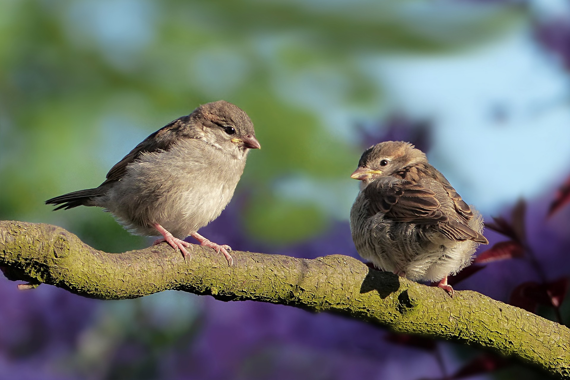 6 Steps To Photographing Birds Successfully