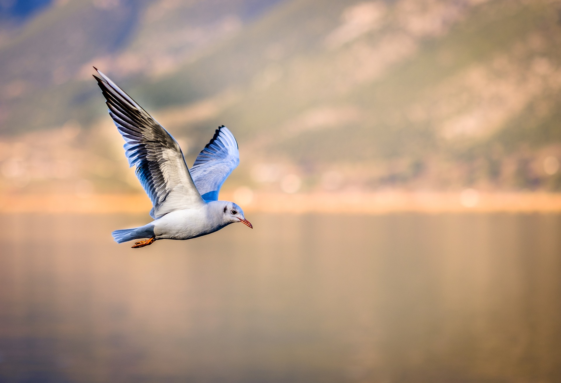 6 Steps To Photographing Birds Successfully