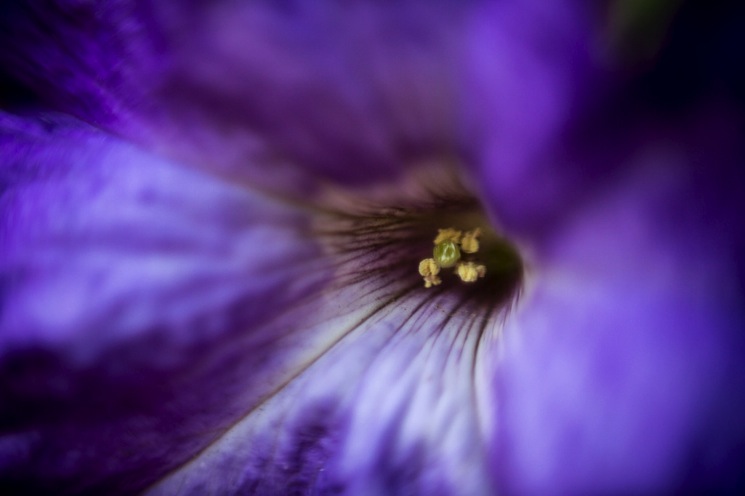 A photograph of a flower using a reversal ring on a 50mm lens