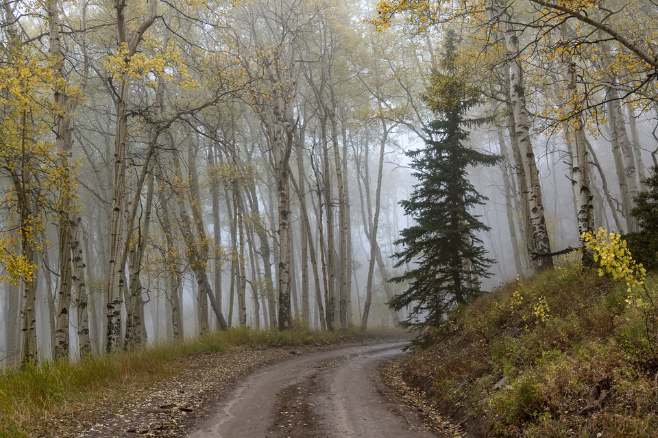 Aspens in Fog