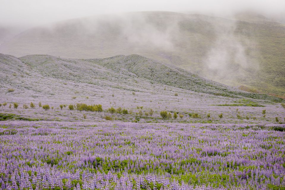 Purple Green Color Contrast