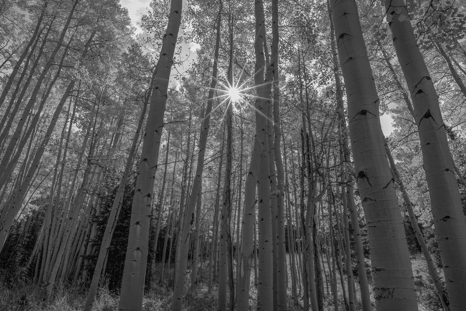 Dark Aspens Photo