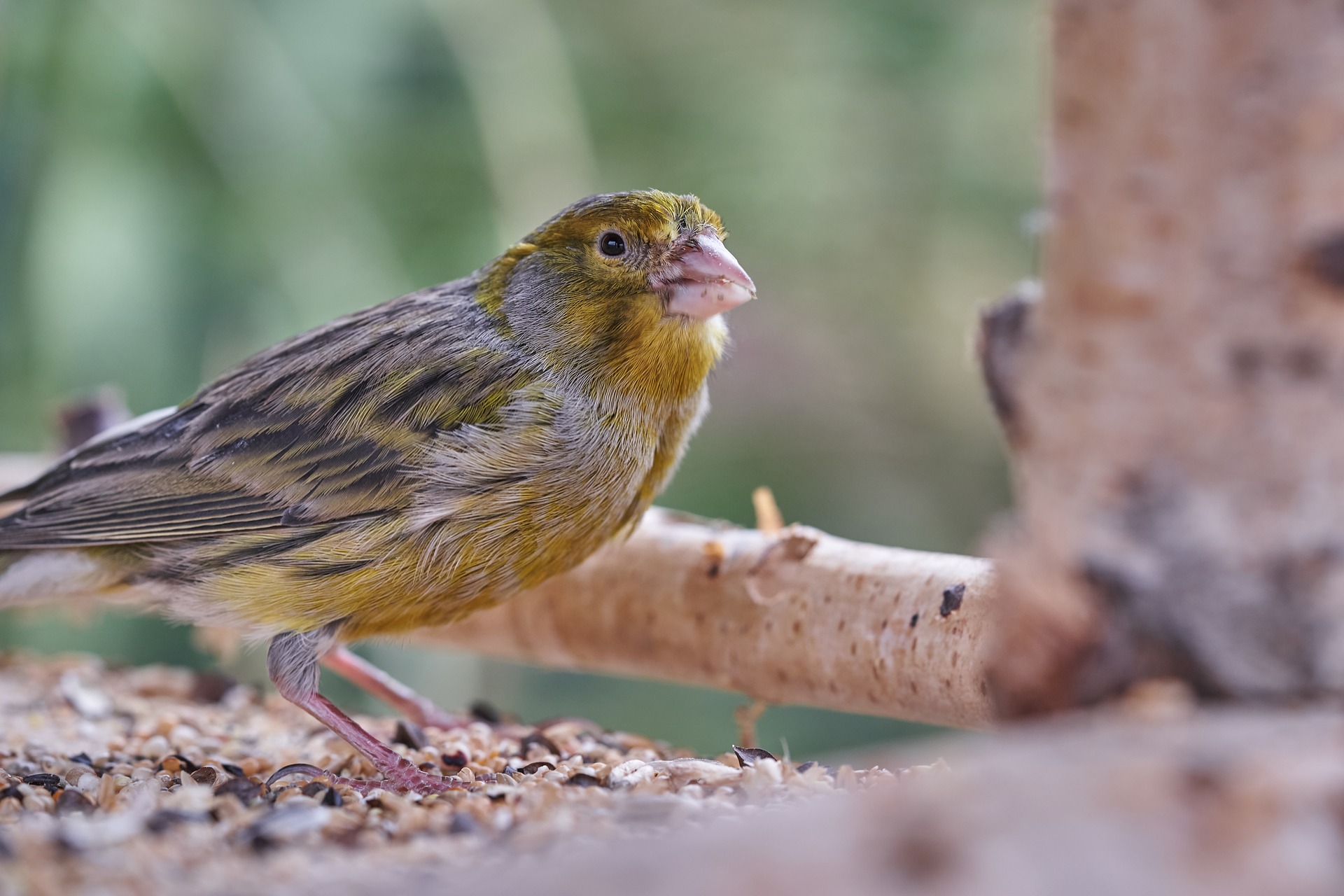 6 Steps To Photographing Birds Successfully