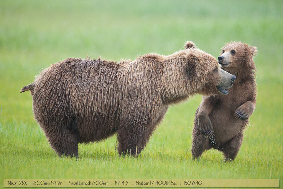 Coastal Grizzly Bear Photo