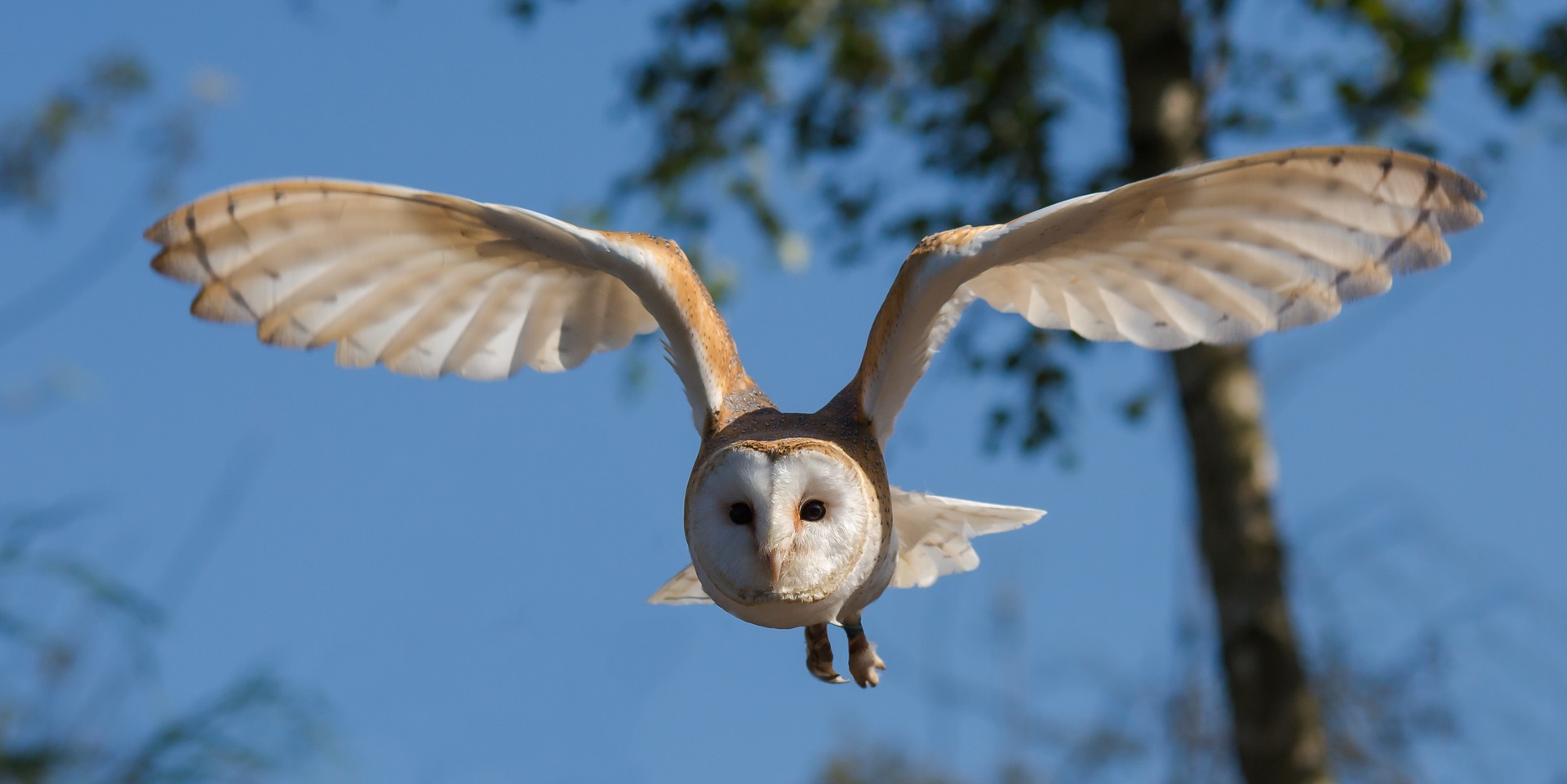 6 Steps To Photographing Birds Successfully