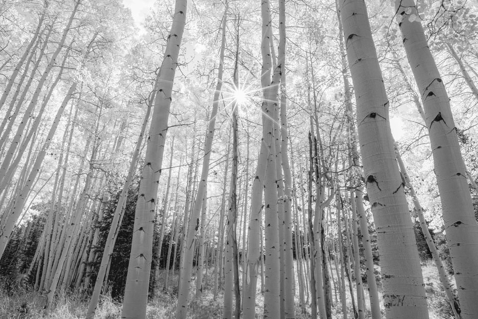 Bright Aspens Photo