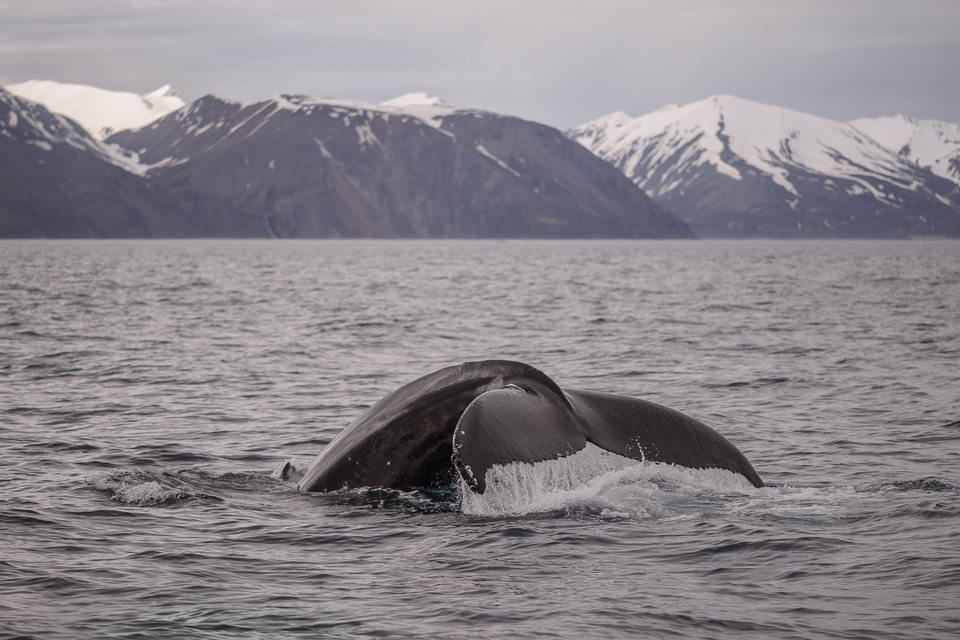 Fast shutter speed to freeze whale