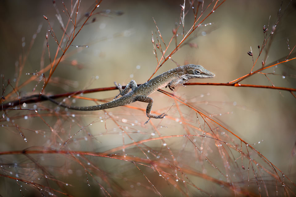 Autofocus macro photography