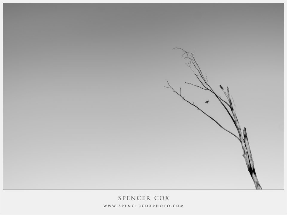 Spencer-Cox Negative Space