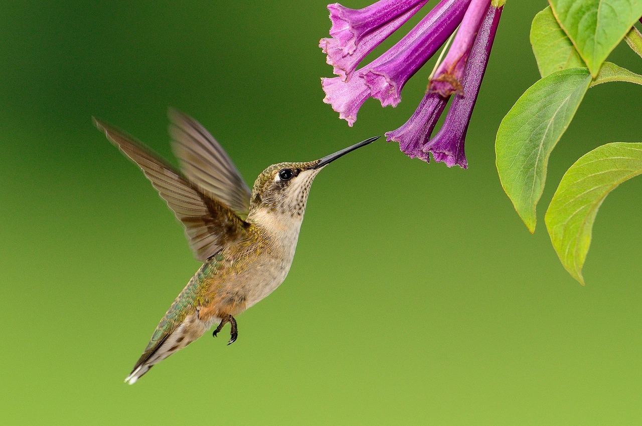 6 Steps To Photographing Birds Successfully