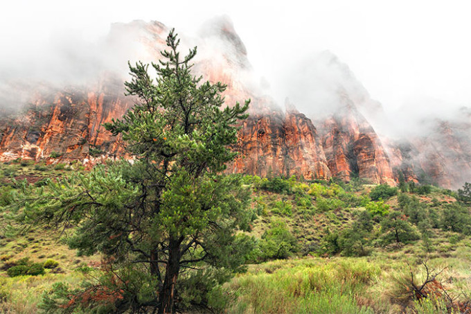 zion national park tree in fog