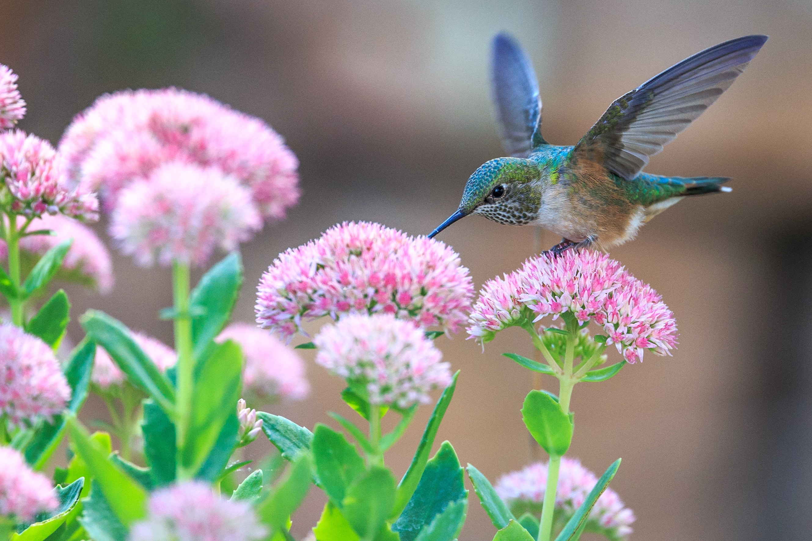 6 Steps To Photographing Birds Successfully