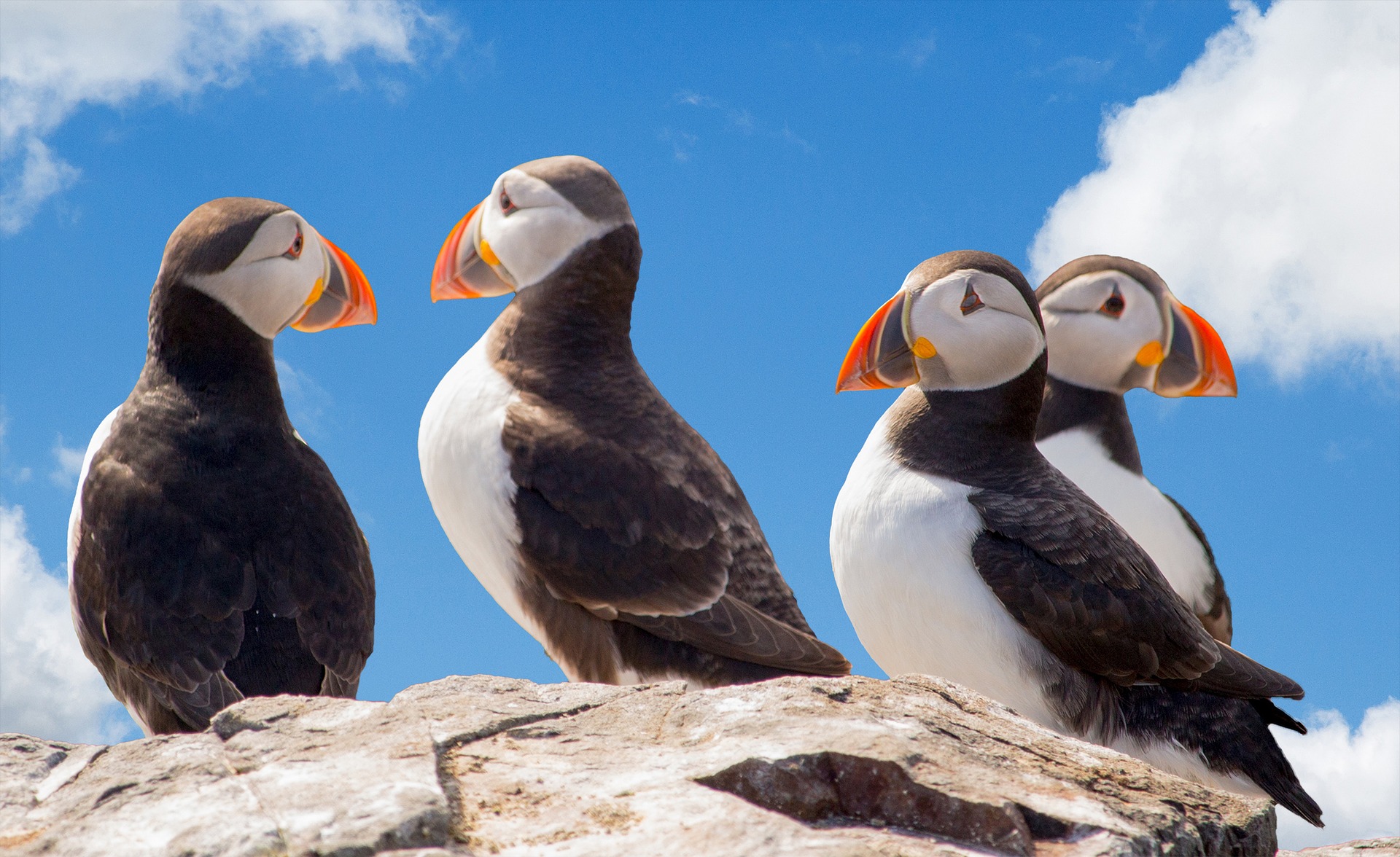 6 Steps To Photographing Birds Successfully