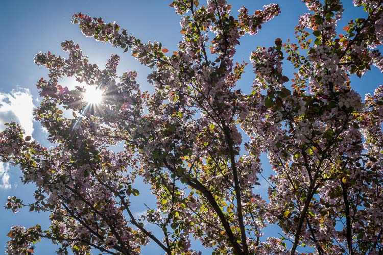 Sun flare and pink flowers and spring photography