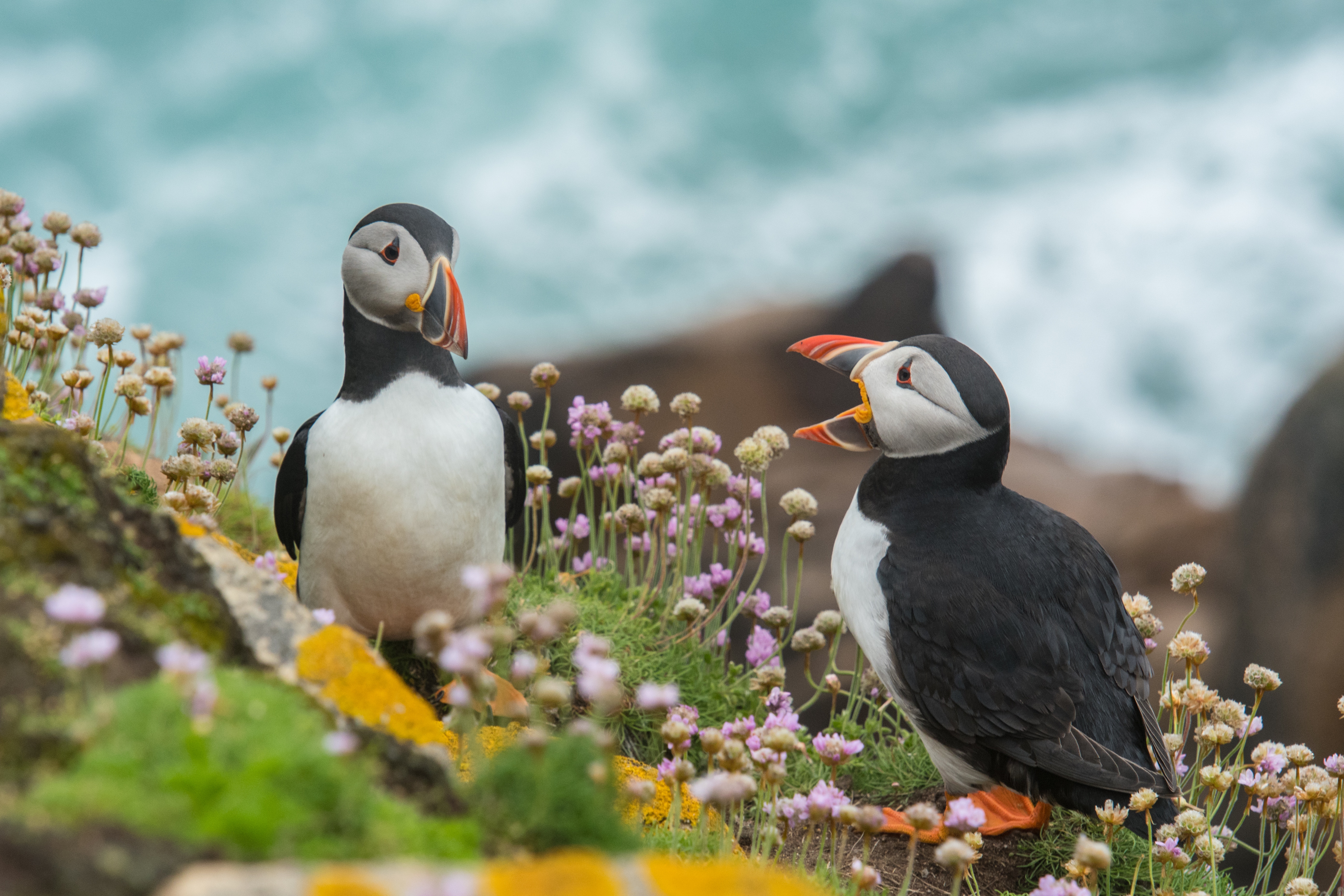 6 Steps To Photographing Birds Successfully