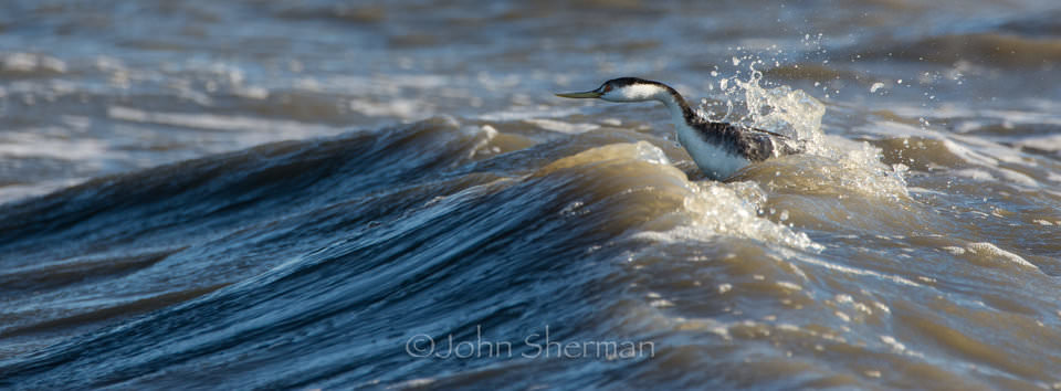 Verm-grebe-in-surf-Salton-Sea-726069-2