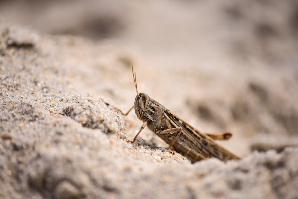 Cricket Macro