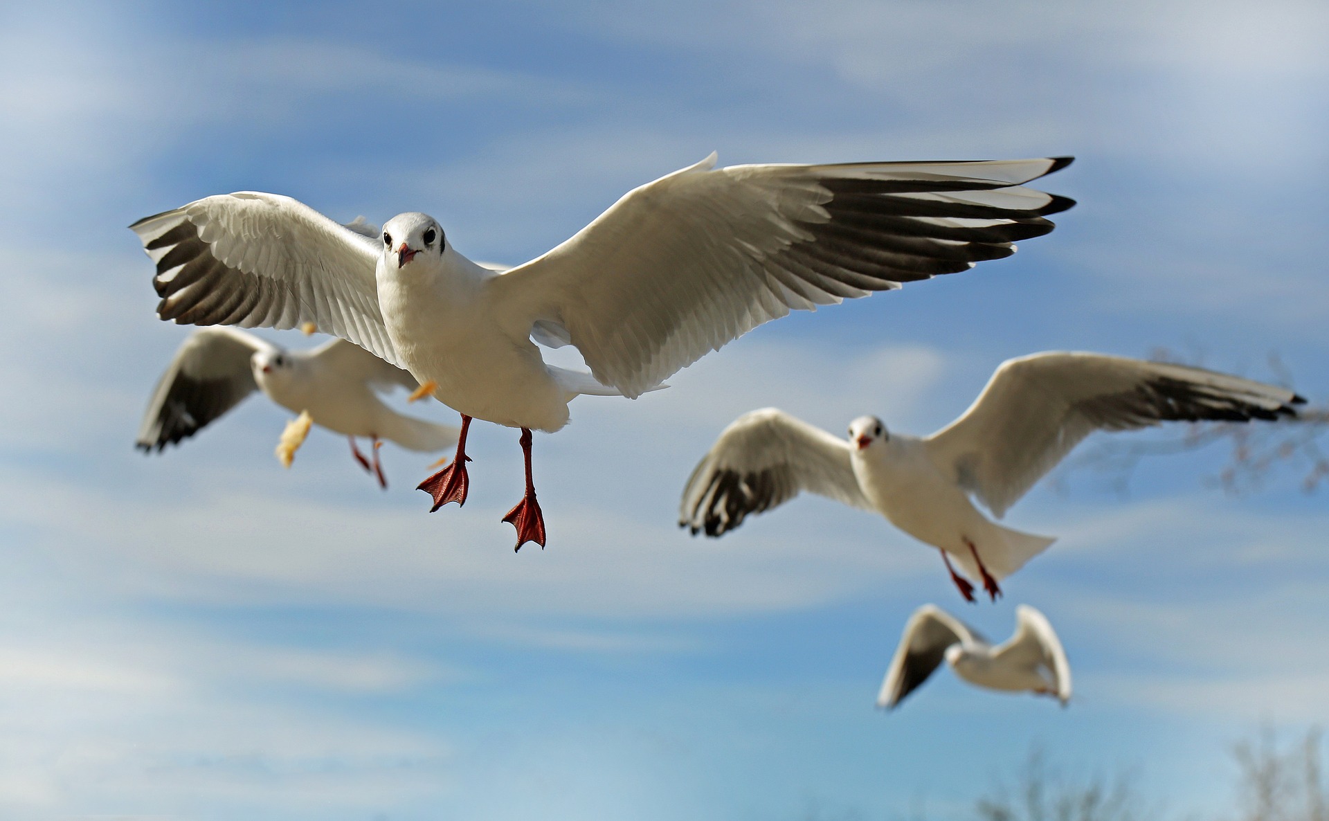 6 Steps To Photographing Birds Successfully