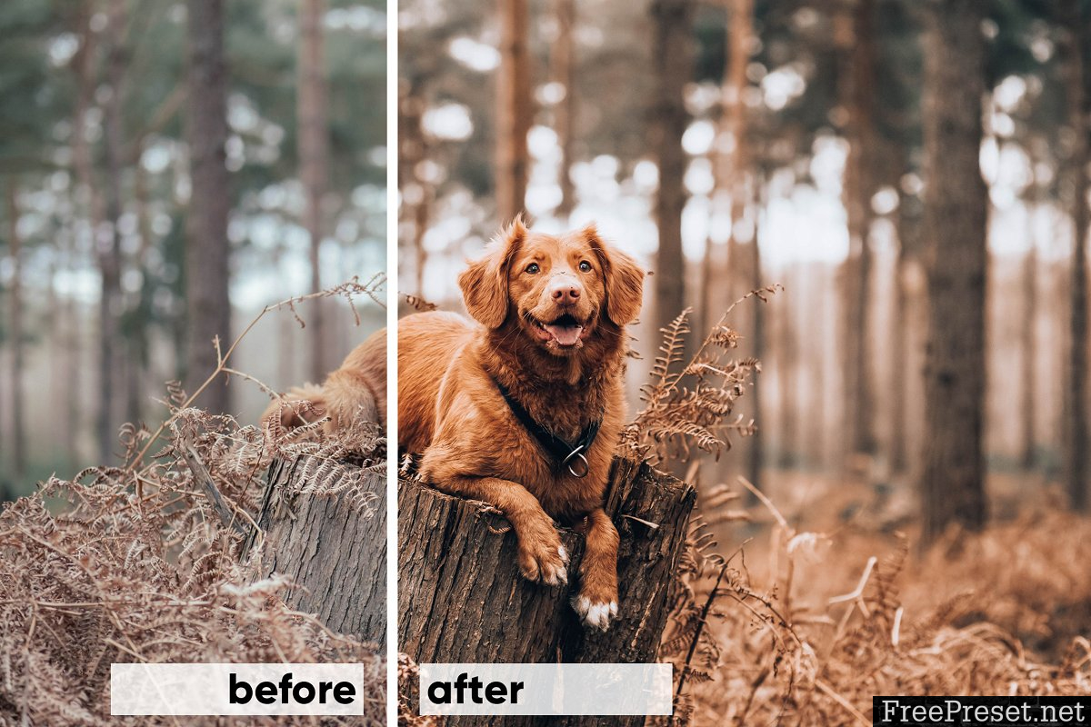 Animals Lightroom Presets Bundle 3605043