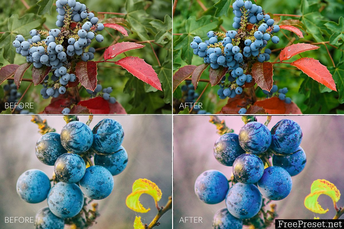 Berries Lr Presets 2987765