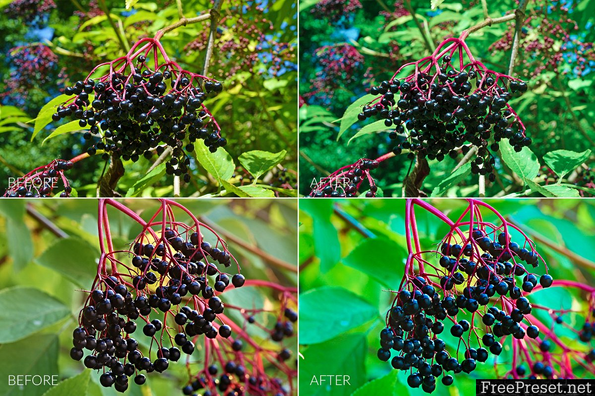 Berries Lr Presets 2987765