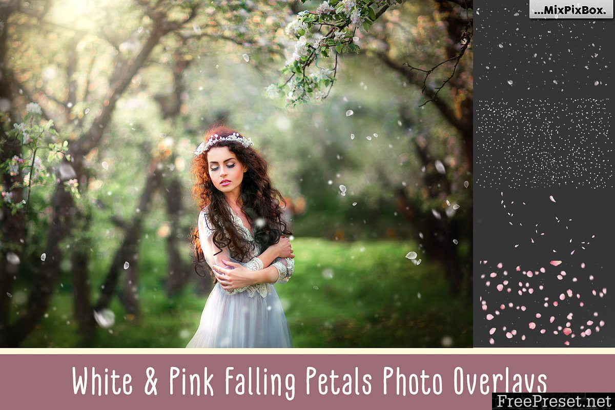 White and Pink Petals Overlays 618524