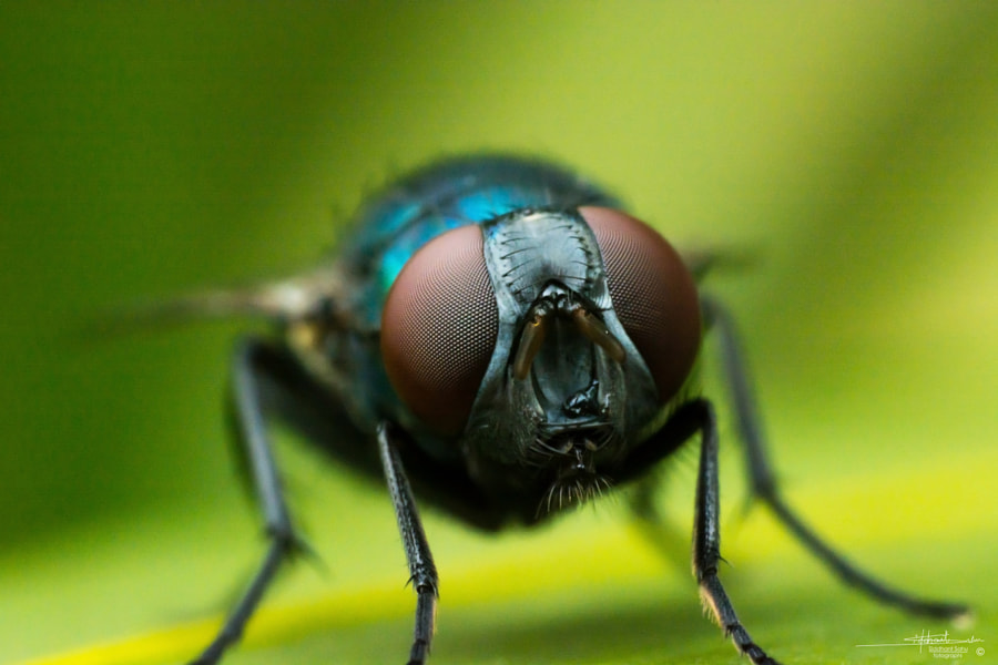 Housfly by Siddhant  Sahu on 500px.com