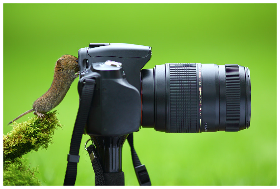 EVOLUTION by Simon Roy on 500px.com