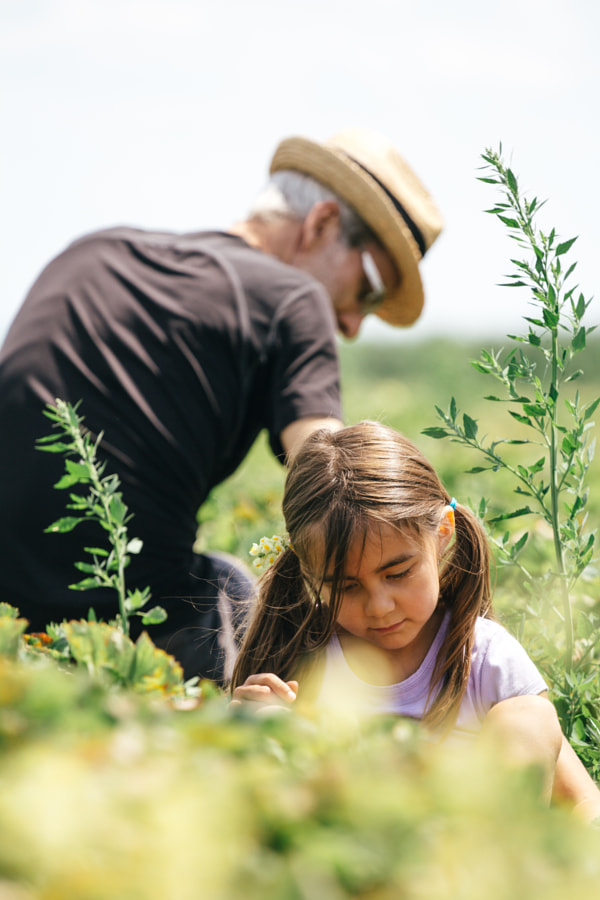 Family picking strawberries by Gabriela Tulian on 500px.com