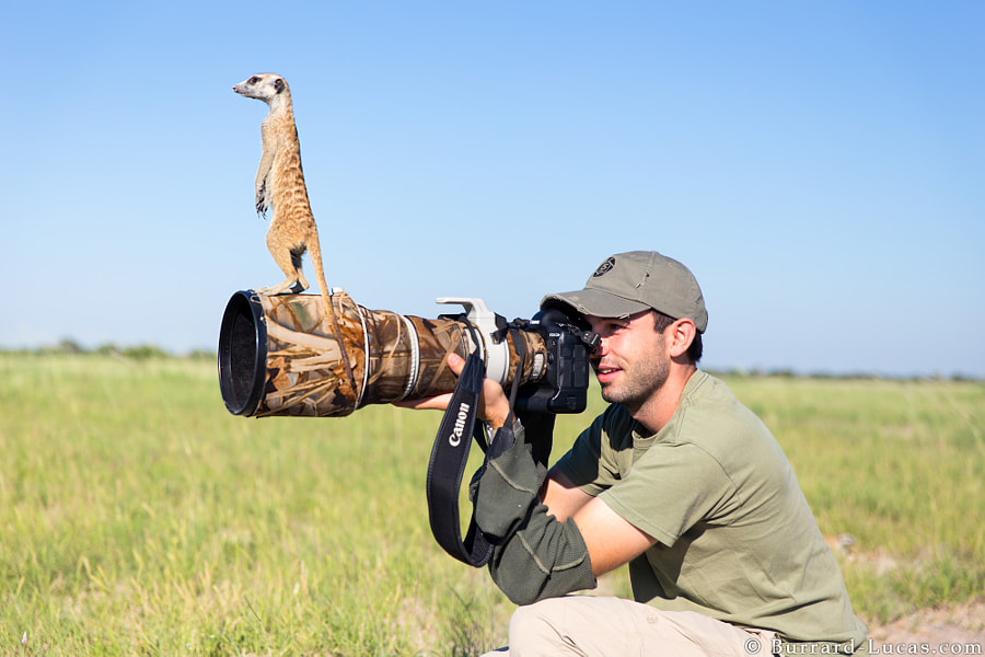 Meerkat by Will Burrard-Lucas on 500px.com