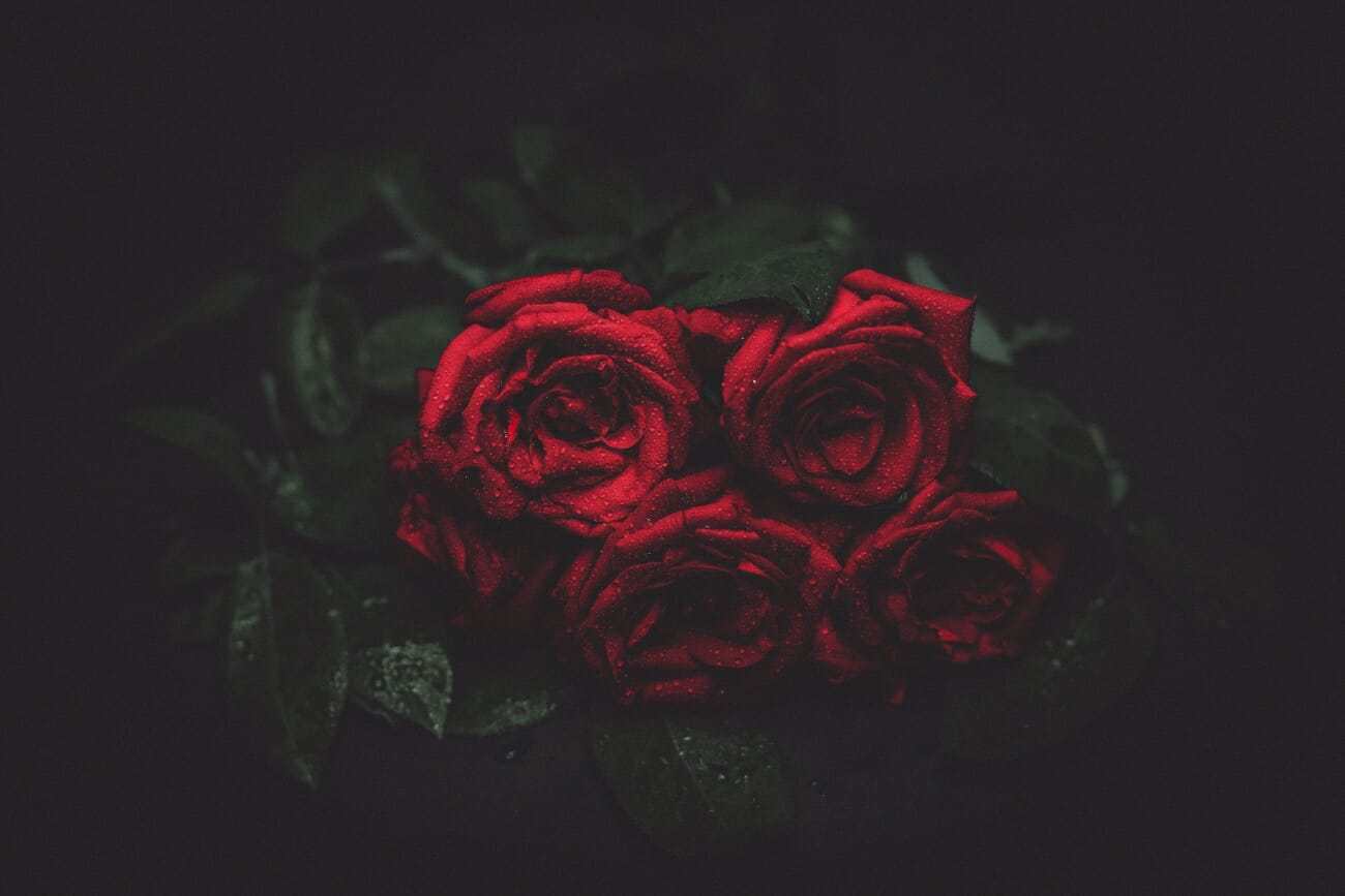 dark photography roses