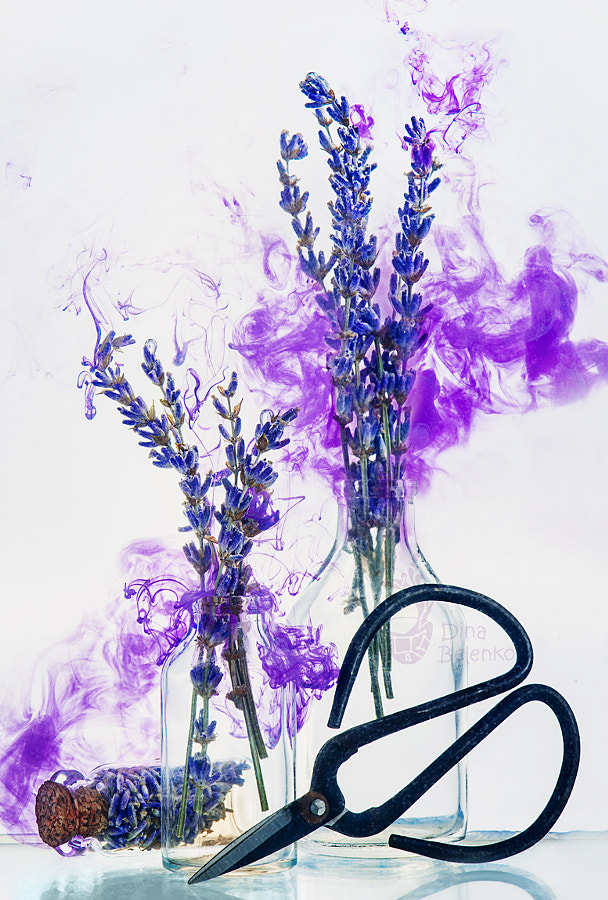 Scent of lavender by Dina Belenko on 500px.com