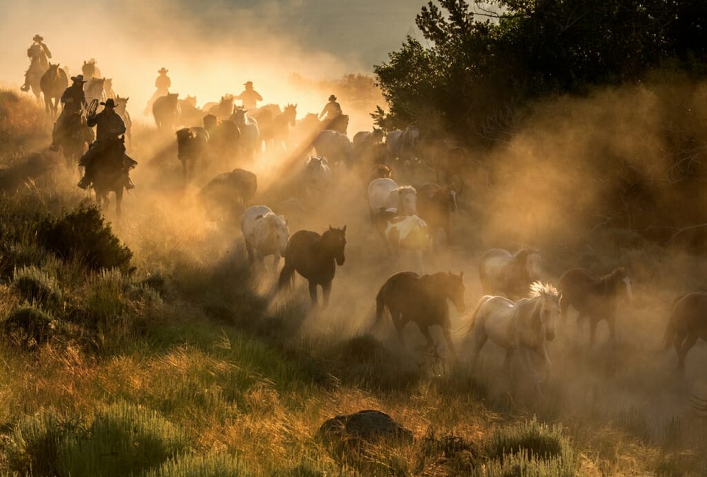 horses in photography workshop