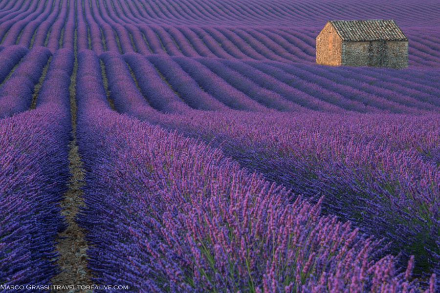 Lost in a purple field by Marco  Grassi on 500px.com