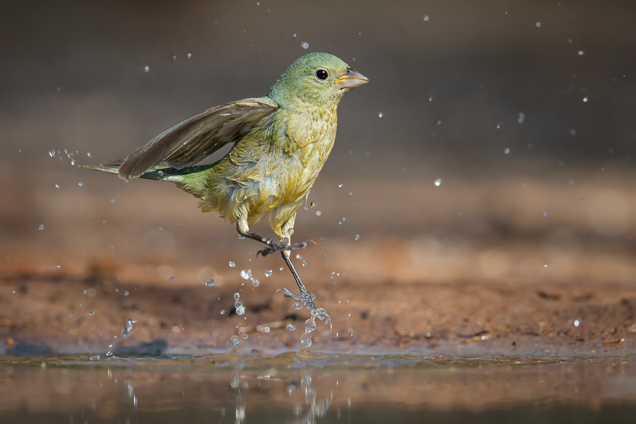 Painted Bunting (Female)