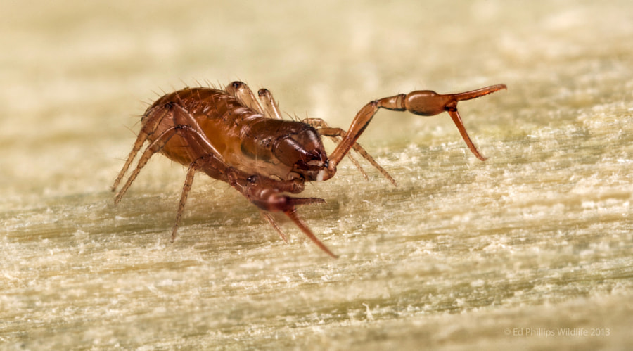 Pseudoscorpion (False Scorpion) by Ed Phillips on 500px.com