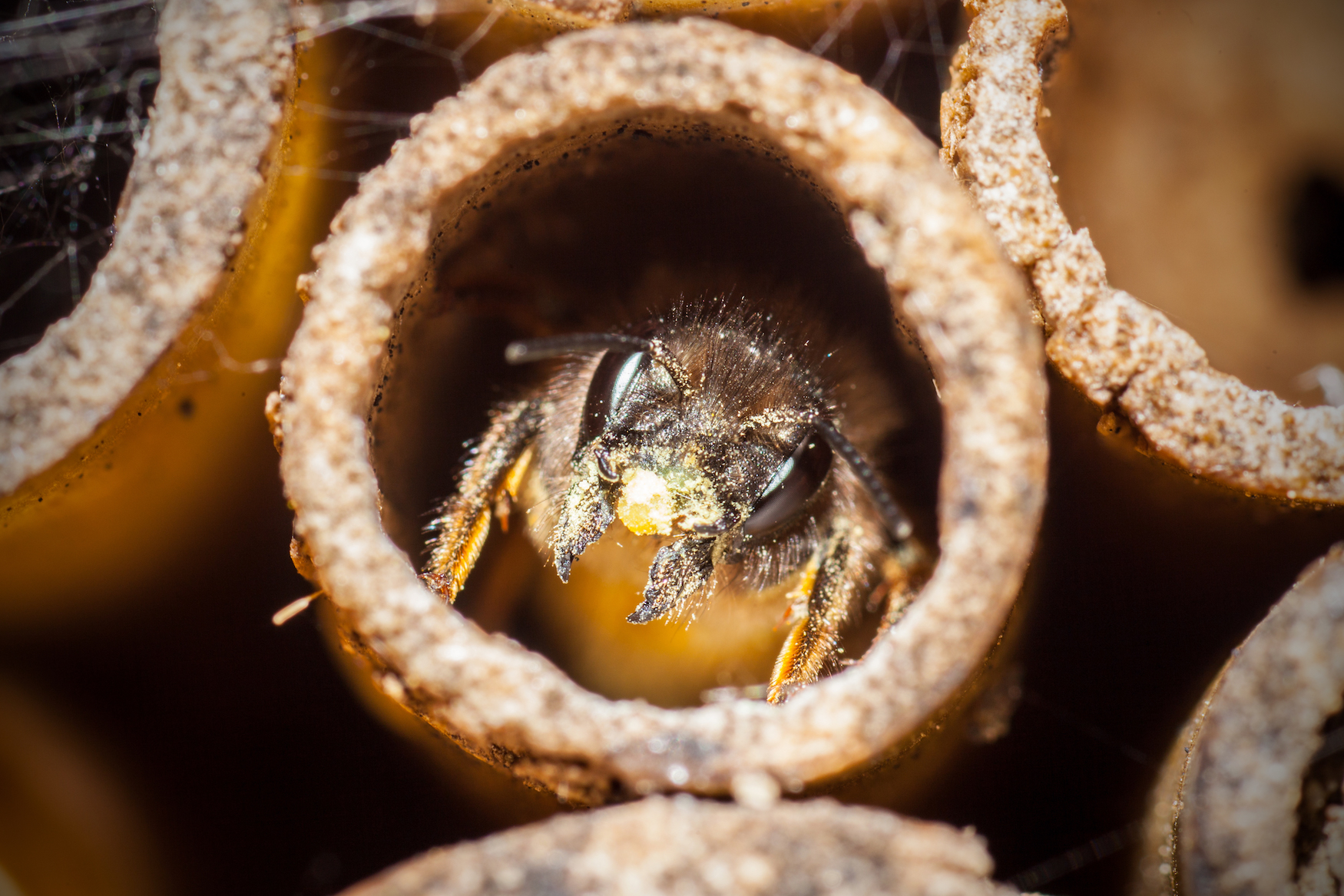 Bee House