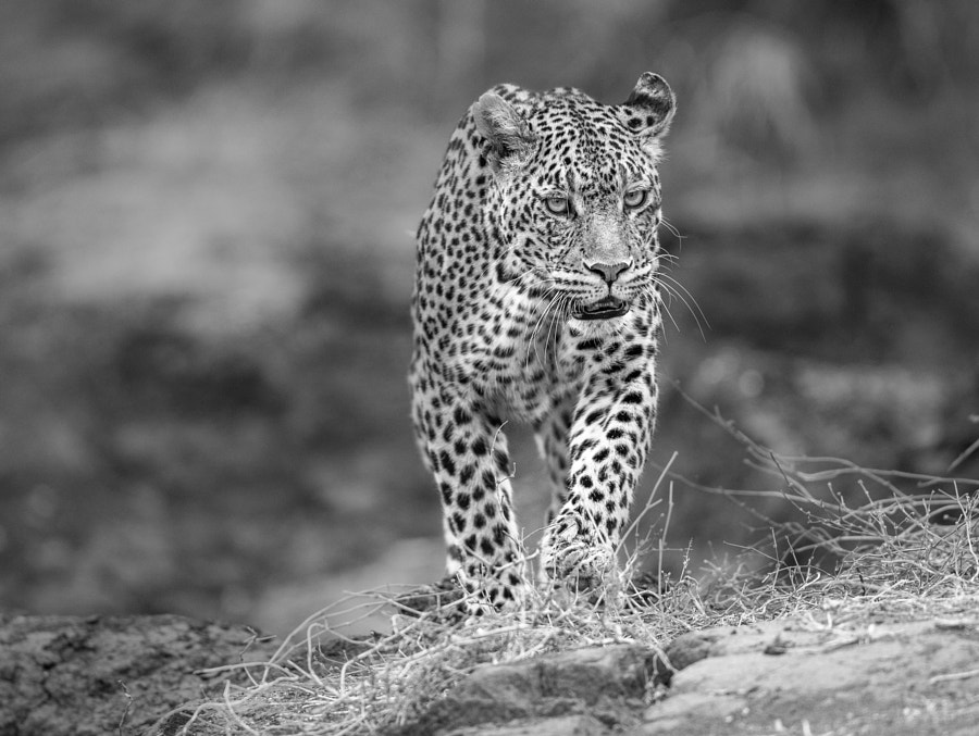 Stare down by Jaco Marx on 500px.com