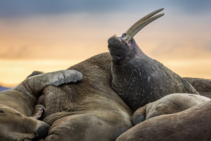 Walrus Pile by Josh Anon on 500px.com