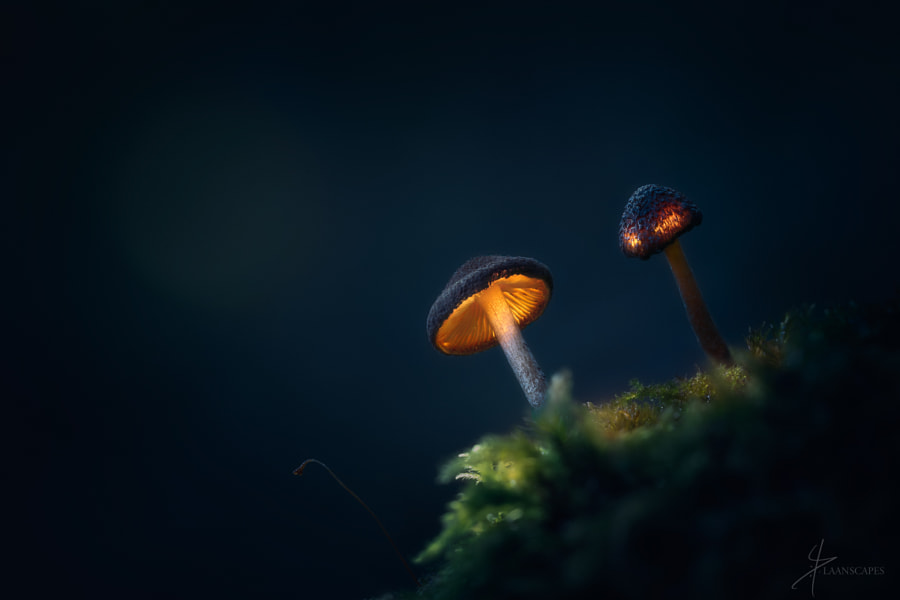 Creatures of Dreamland by Daniel Laan on 500px.com