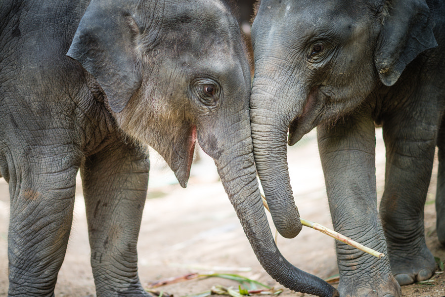 A brother's love ? Chiang Mai, Thailand by David McMasters on 500px.com