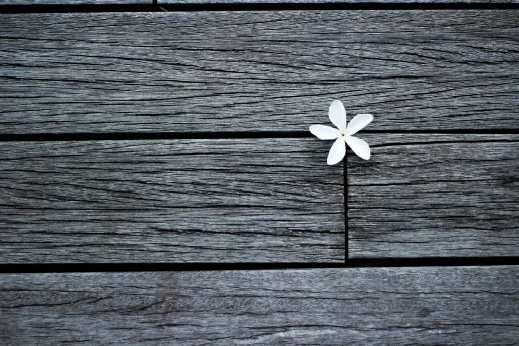 flower in wood