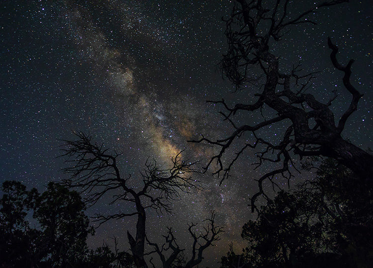 milky way shot through trees in the foreground